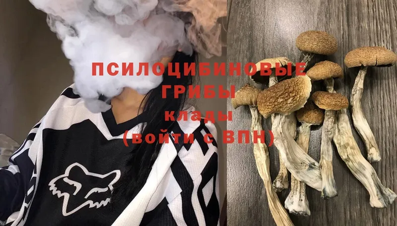 наркота  Ейск  Псилоцибиновые грибы Psilocybe 